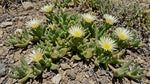 The Kanna Plant: Botany, Habitat, and the Indigenous History Behind Sceletium tortuosum blog header