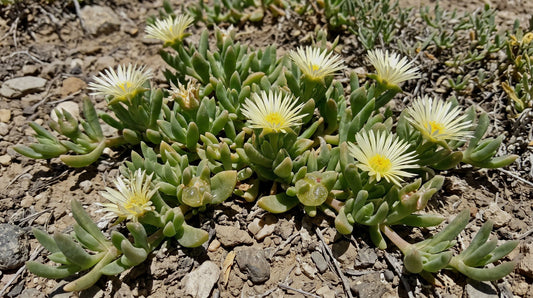 The Kanna Plant: Botany, Habitat, and the Indigenous History Behind Sceletium tortuosum blog header